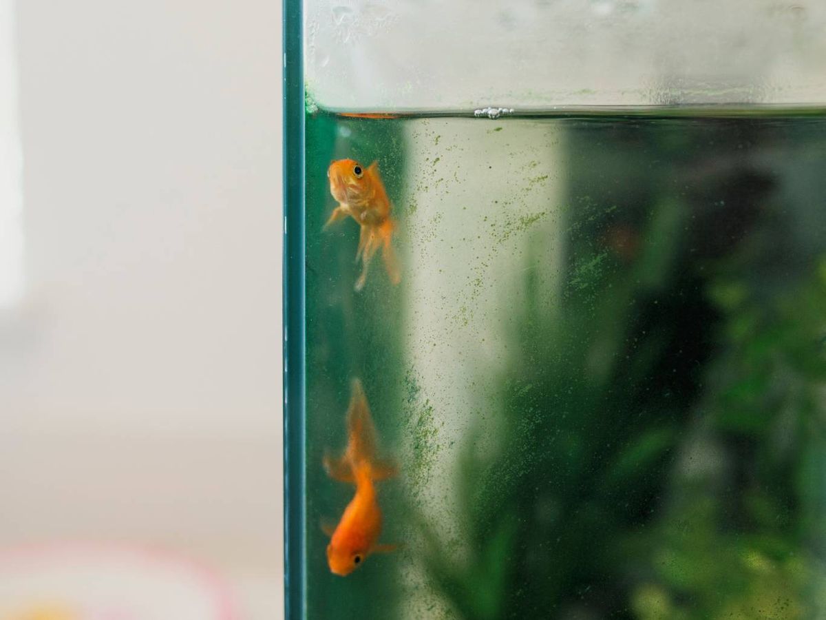 Un filtro mal mantenido o de baja capacidad puede ocasionar turbidez en el agua.