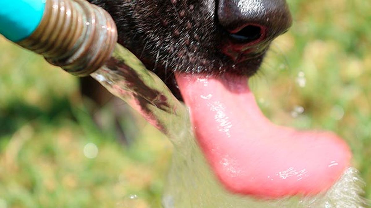 mascotas hidratacion