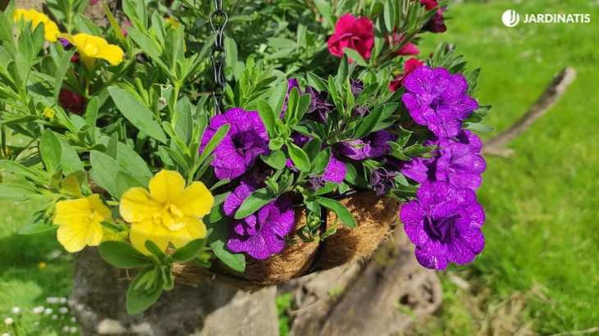 Calibrachoas de distintos colores