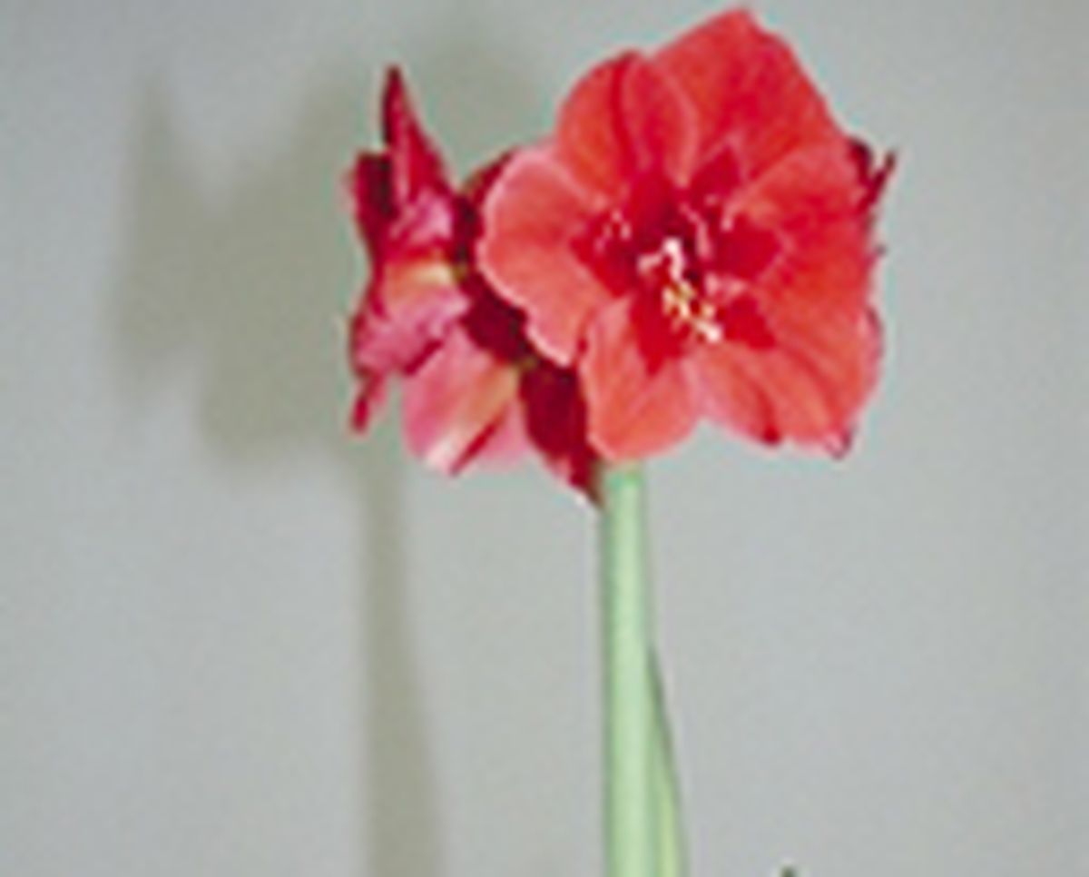 Trasplantar un hippeastrum   paso 6