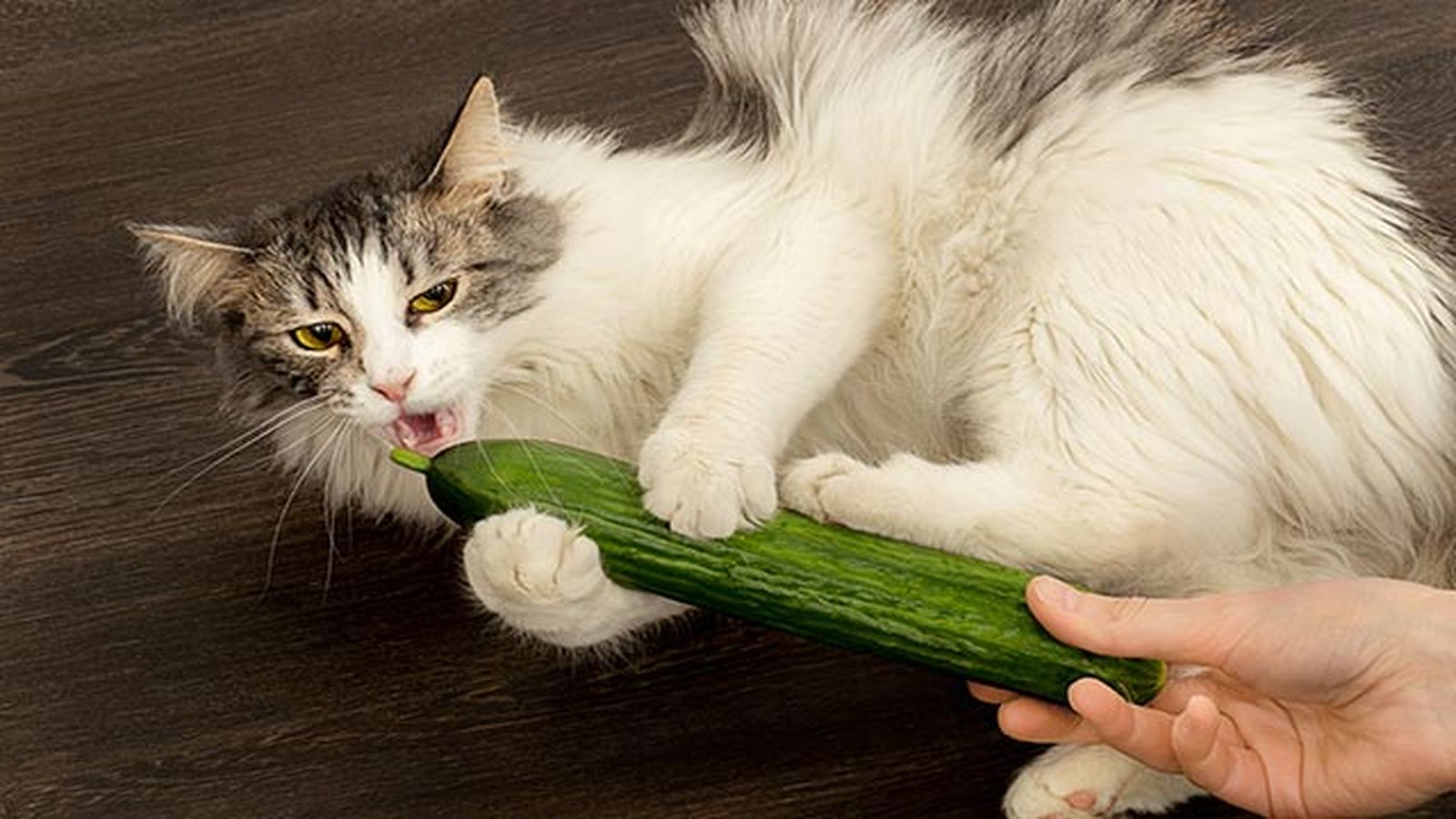 gato mordiendo pepino gato mordiendo pepino