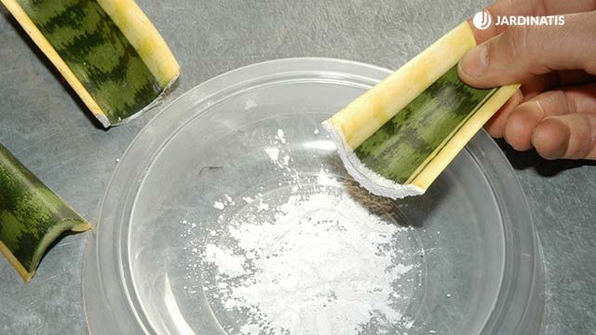 Plantar y reproducir sansevieria o lengua de tigre   hormonas