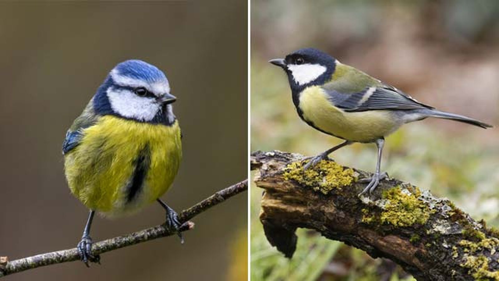 pajaro herrerillo carbonero depredadores procesionaria del pino pajaro herrerillo carbonero depredadores procesionaria del pino