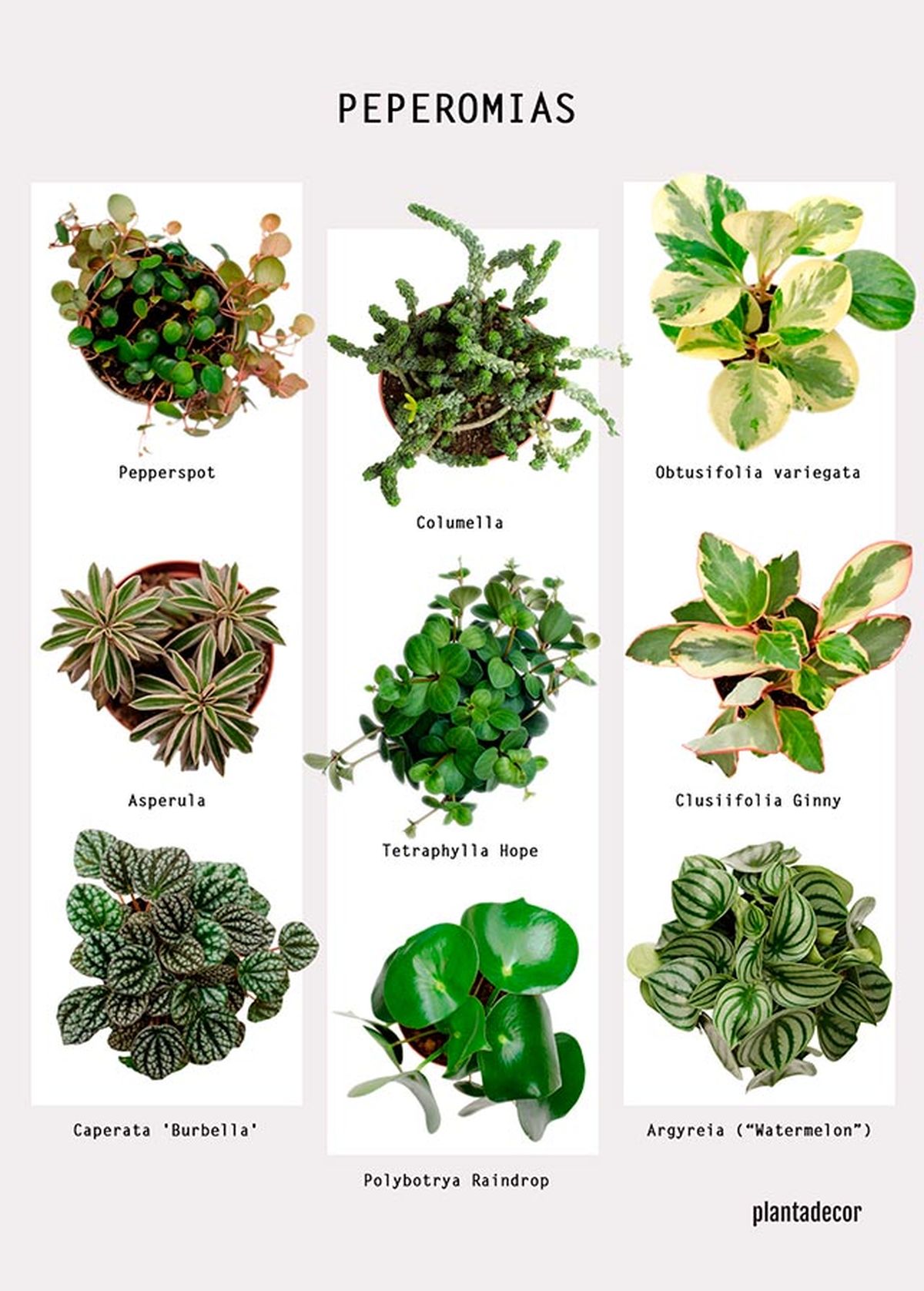 poster peperomias plantadecor