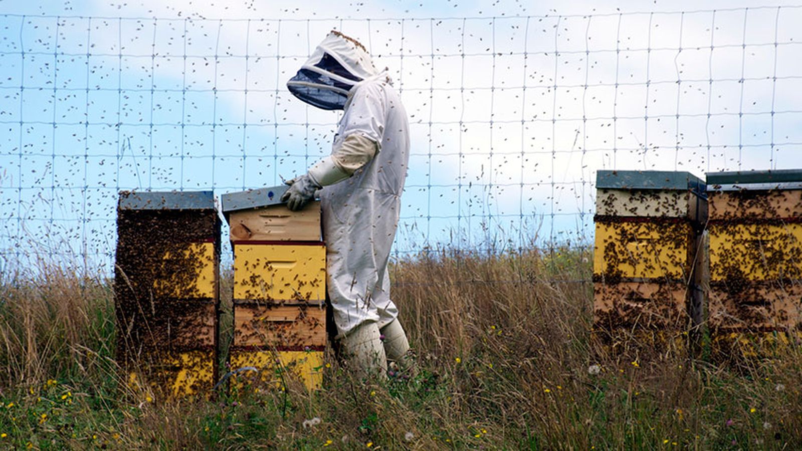 que pasaria si desaparecen abejas 4 que pasaria si desaparecen abejas 4