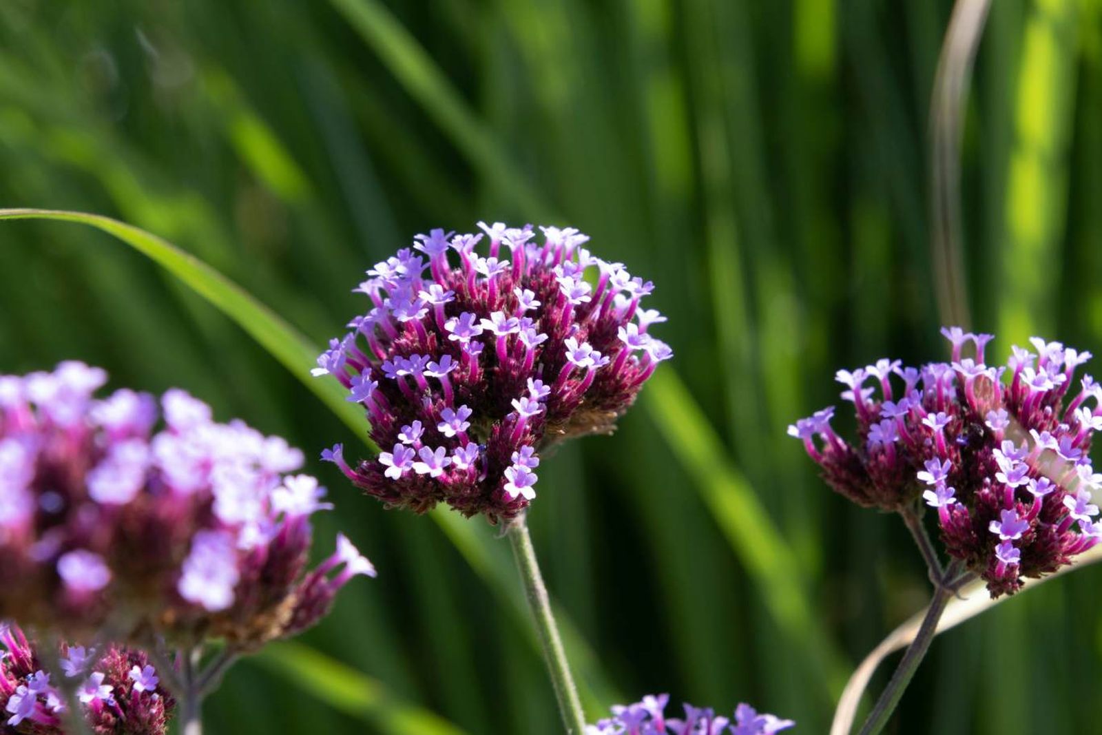 Verbena