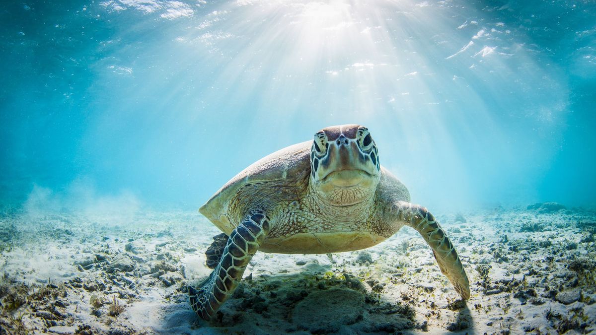 La contaminación de los océanos y otras amenazas ponen en riesgo la supervivencia de las tortugas