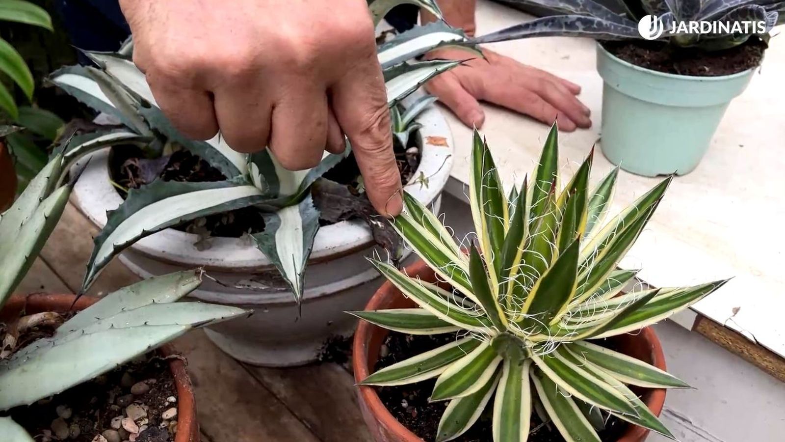 diferencias del agave y mangave jardinatis 23 35 diferencias del agave y mangave jardinatis 23 35