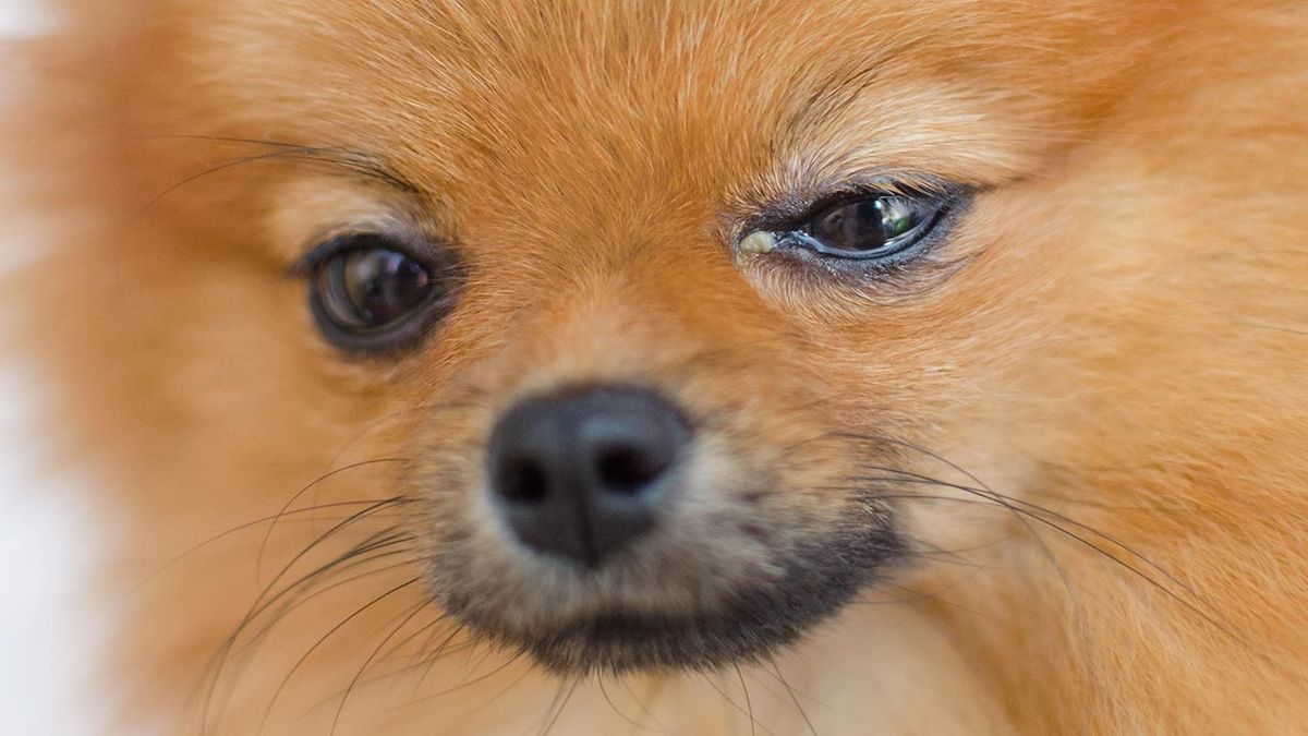 problemas oculares conjuntivitis perros 4