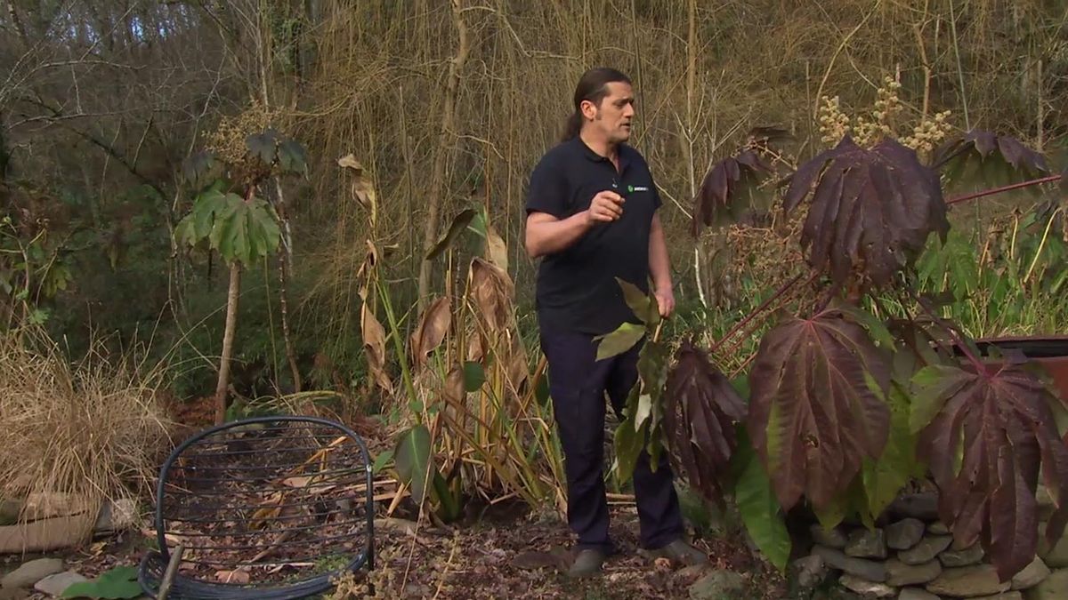 deco 760 jardin pelillo de hoja del Tetrapanax