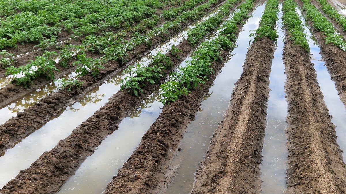 A veces es necesario que pase algo de tiempo sin que aireemos el suelo para que se compacte