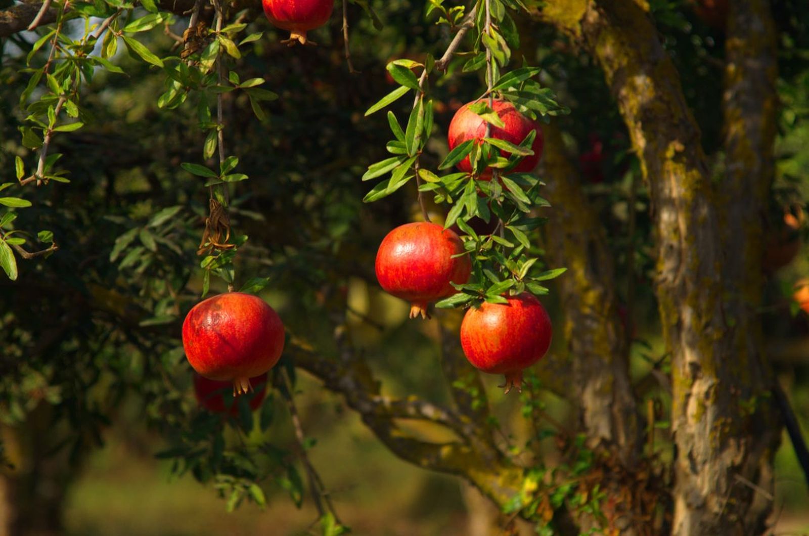 Granado (Punica granatum) Granado (Punica granatum)