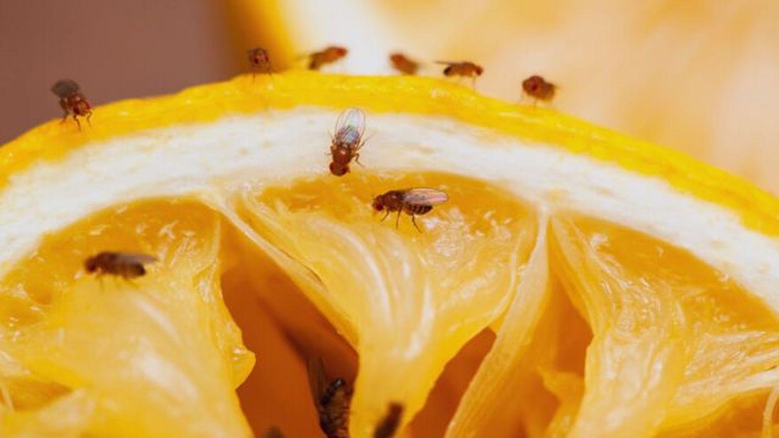 mosca de la fruta en limon mosca de la fruta en limon