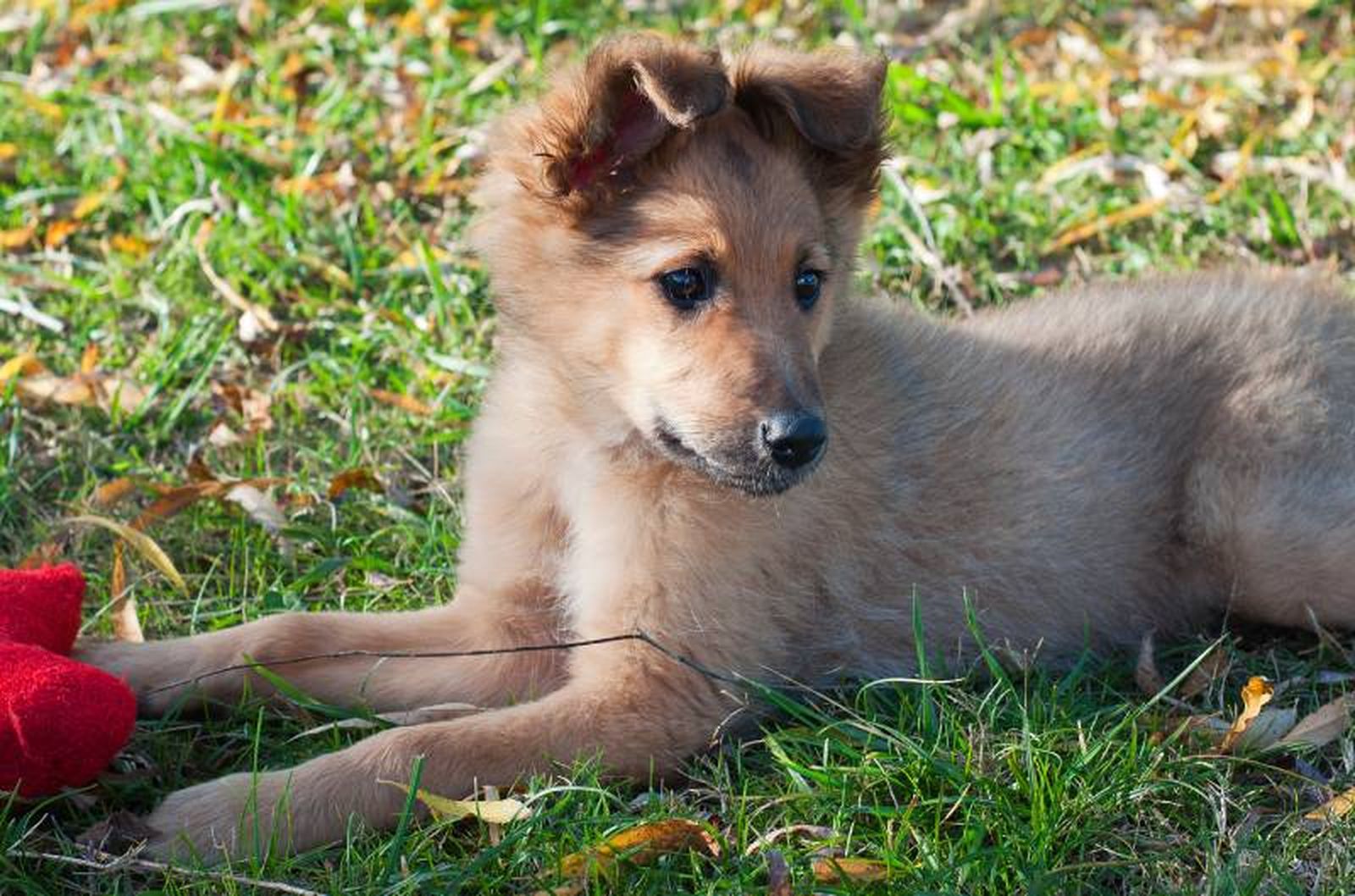 Es el perro de pastoreo por excelencia en el País Vasco.