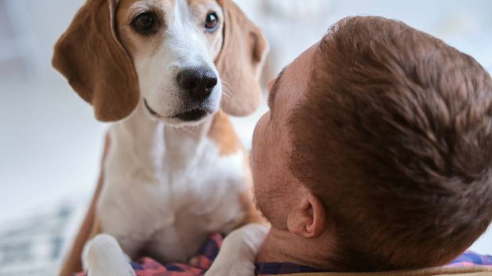 El Beagle se ha convertido en uno de los perros más robados del mundo El Beagle se ha convertido en uno de los perros más robados del mundo