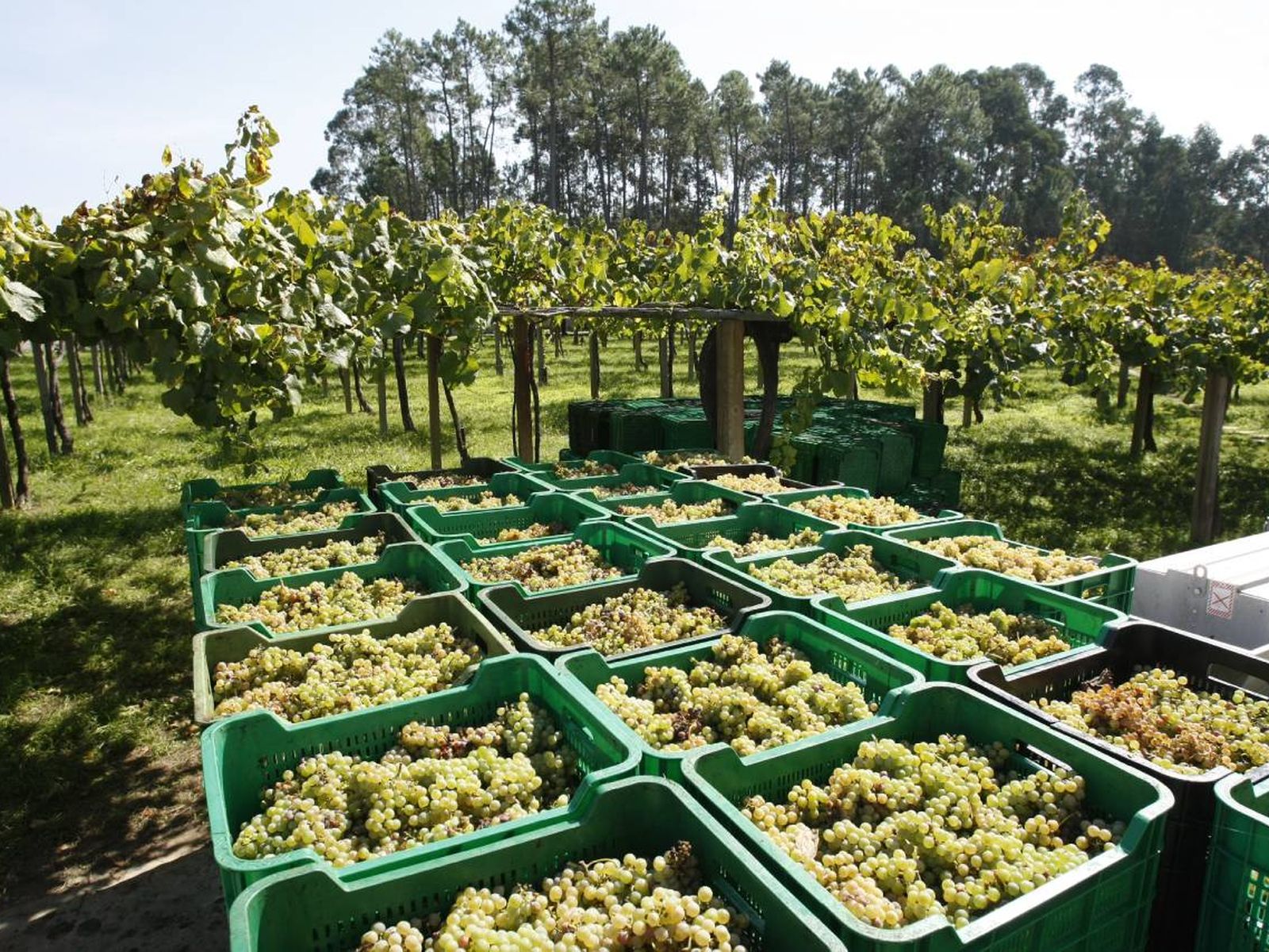 Crecen en la vid (Vitis vinifera), planta leñosa que se orienta sobre alambres y postes para airearse y recibir sol Crecen en la vid (Vitis vinifera), planta leñosa que se orienta sobre alambres y postes para airearse y recibir sol