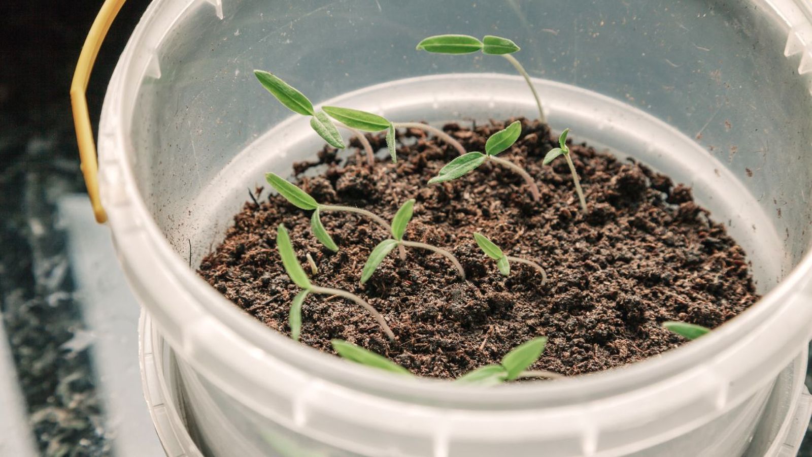 Plantar los tomates cherry