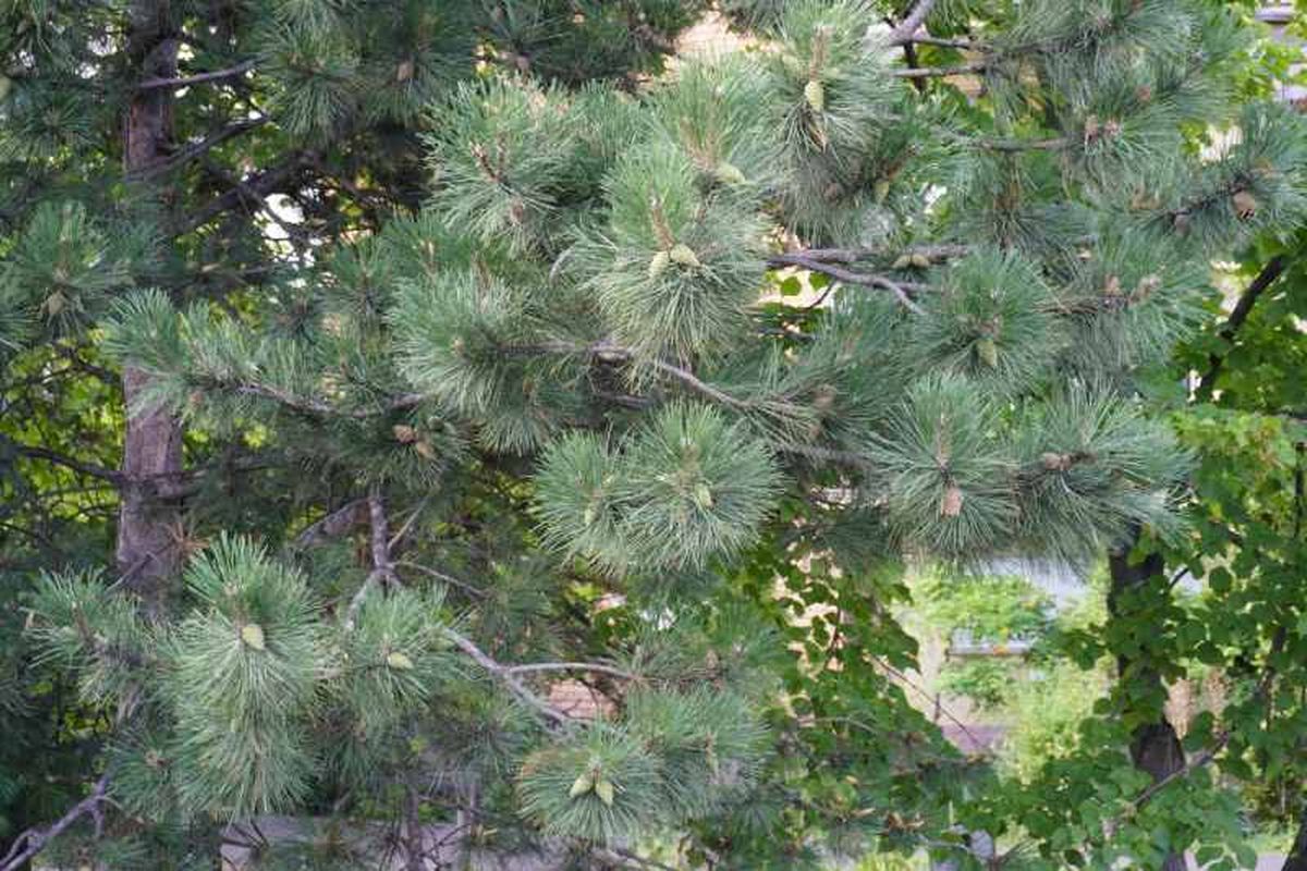 Pinus nigra