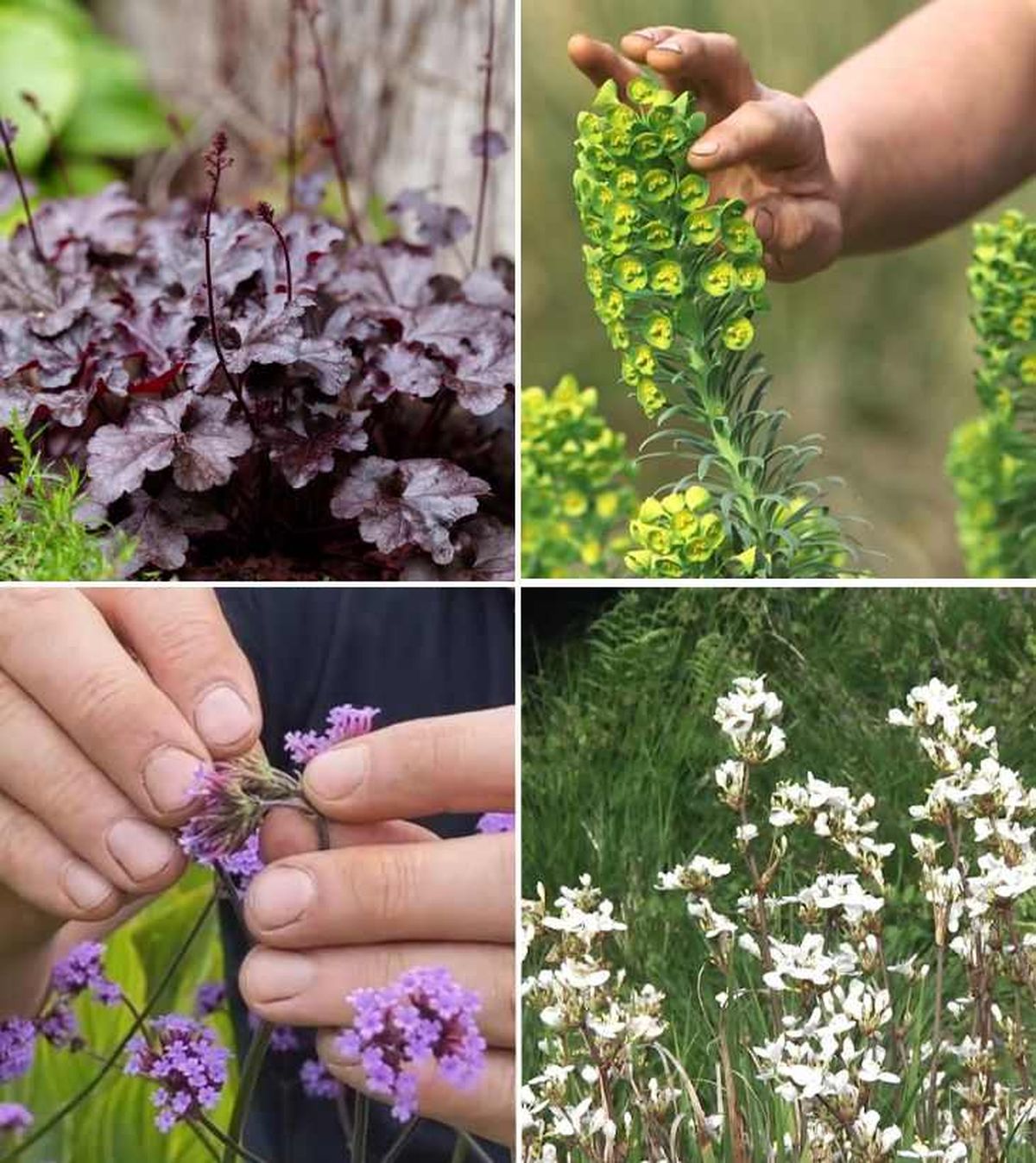 De arriba a abajo: heuchera, Euphorbia characias, verbena de Buenos Aires y Libertia