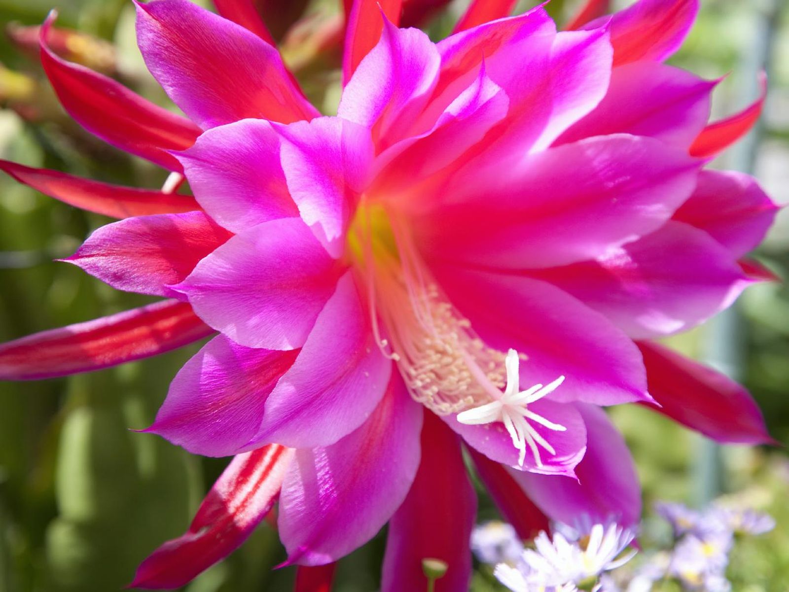 Cactus orquídea.