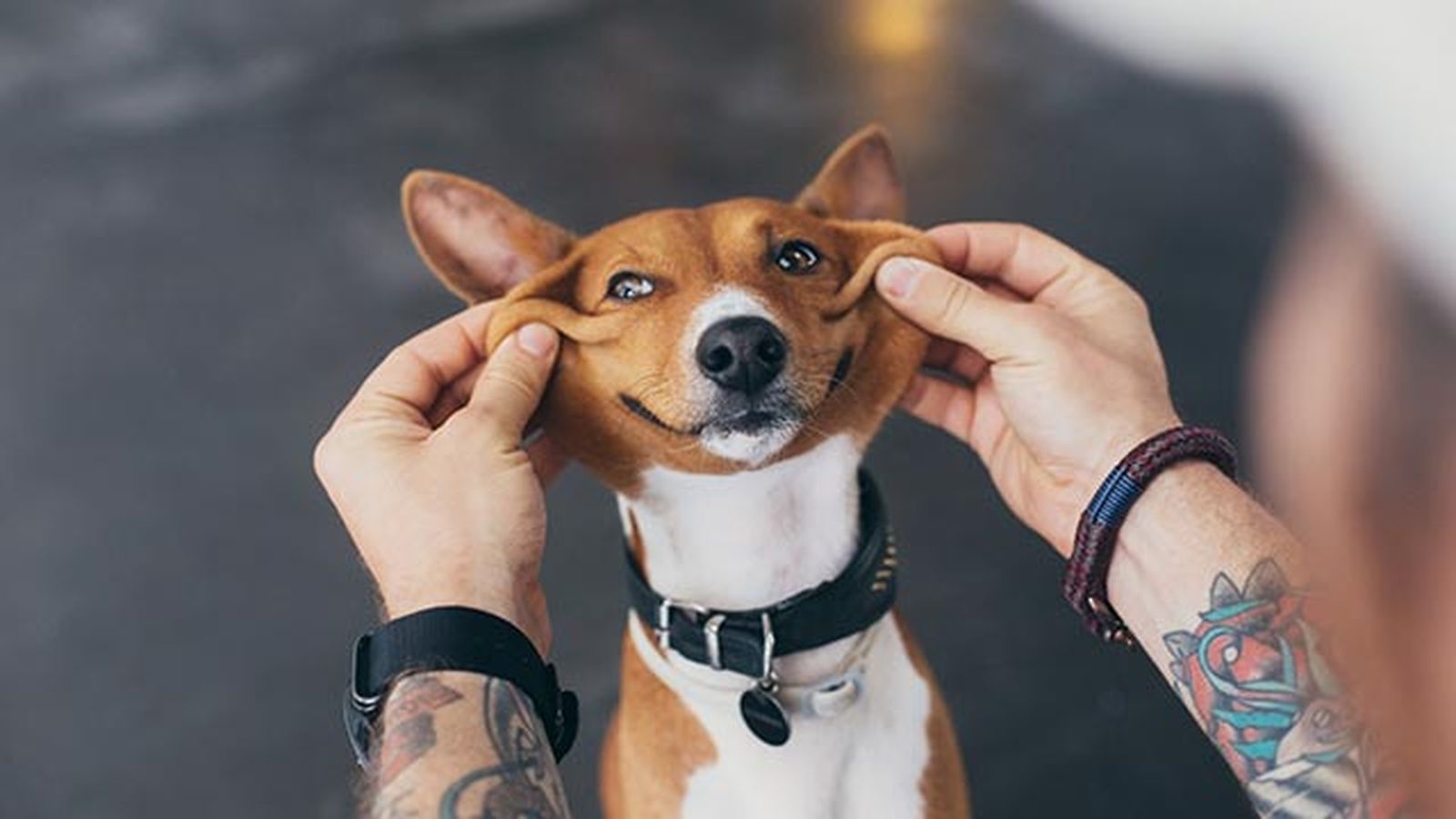 basenji contento