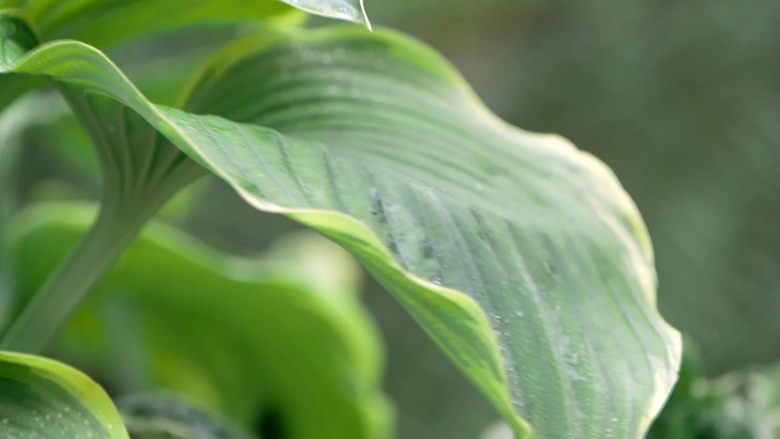 bBrico 953 3 cinta cobre plaga caracoles hostas hoja grande bBrico 953 3 cinta cobre plaga caracoles hostas hoja grande