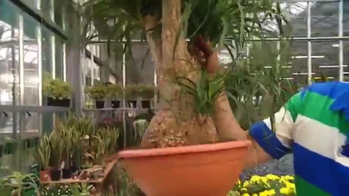 deco plantacion beaucarnea tronco