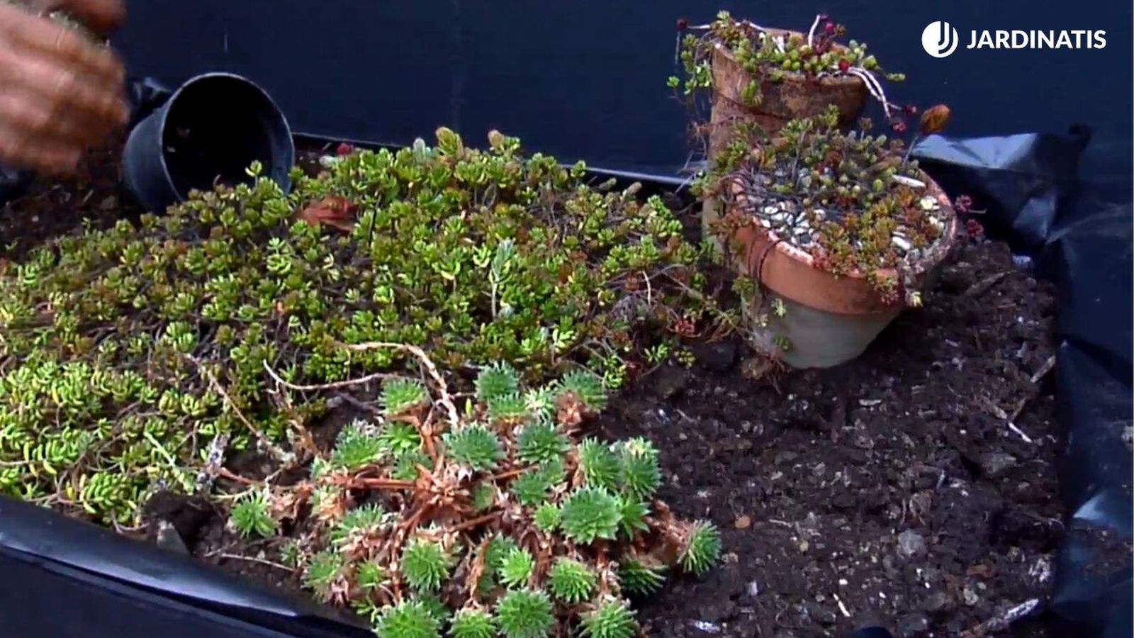 Tejado con cubierta vegetal paso 6 Tejado con cubierta vegetal paso 6