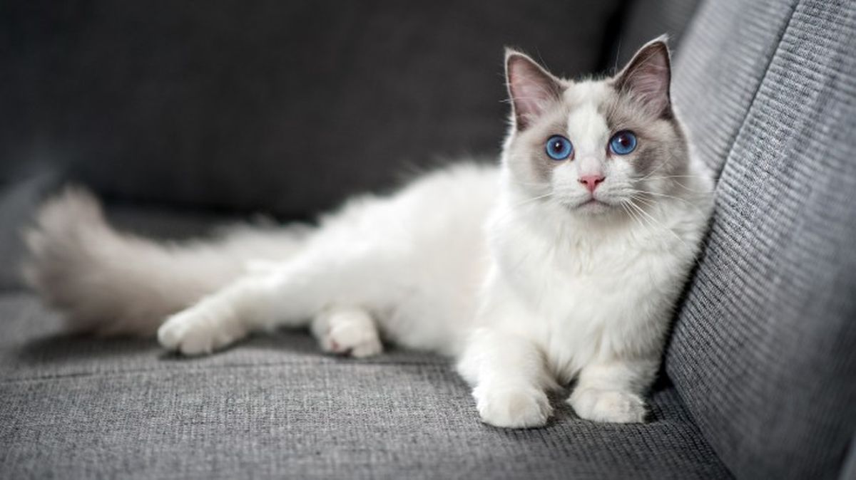 razas de gatos blancos ragdoll