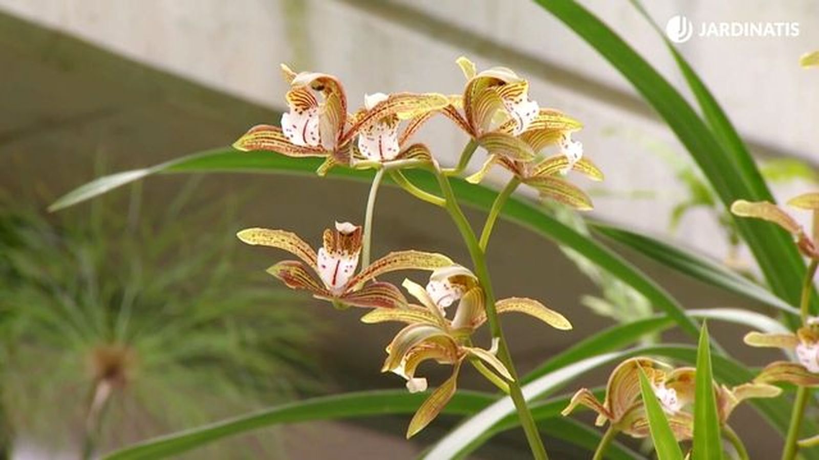 deco 681 orquideas invierno cymbidium variedad deco 681 orquideas invierno cymbidium variedad