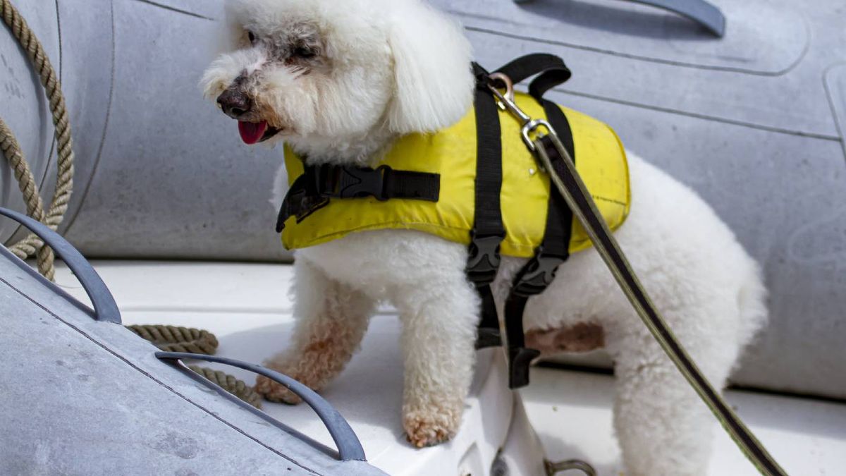 ¿Qué aerolíneas permiten viajar con perros de servicio o apoyo emocional?