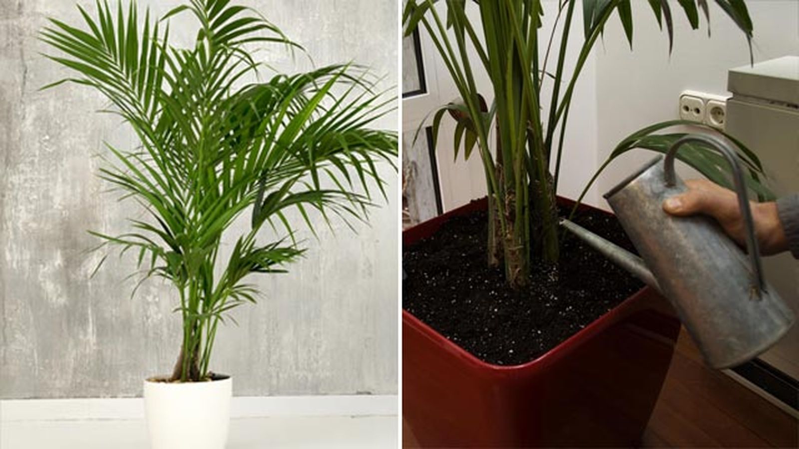Palmera kentia. Palmera kentia.