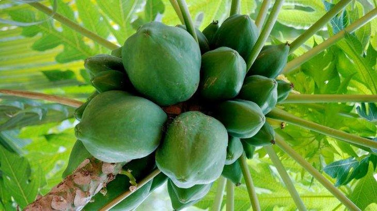 arbol de papaya carica papaya