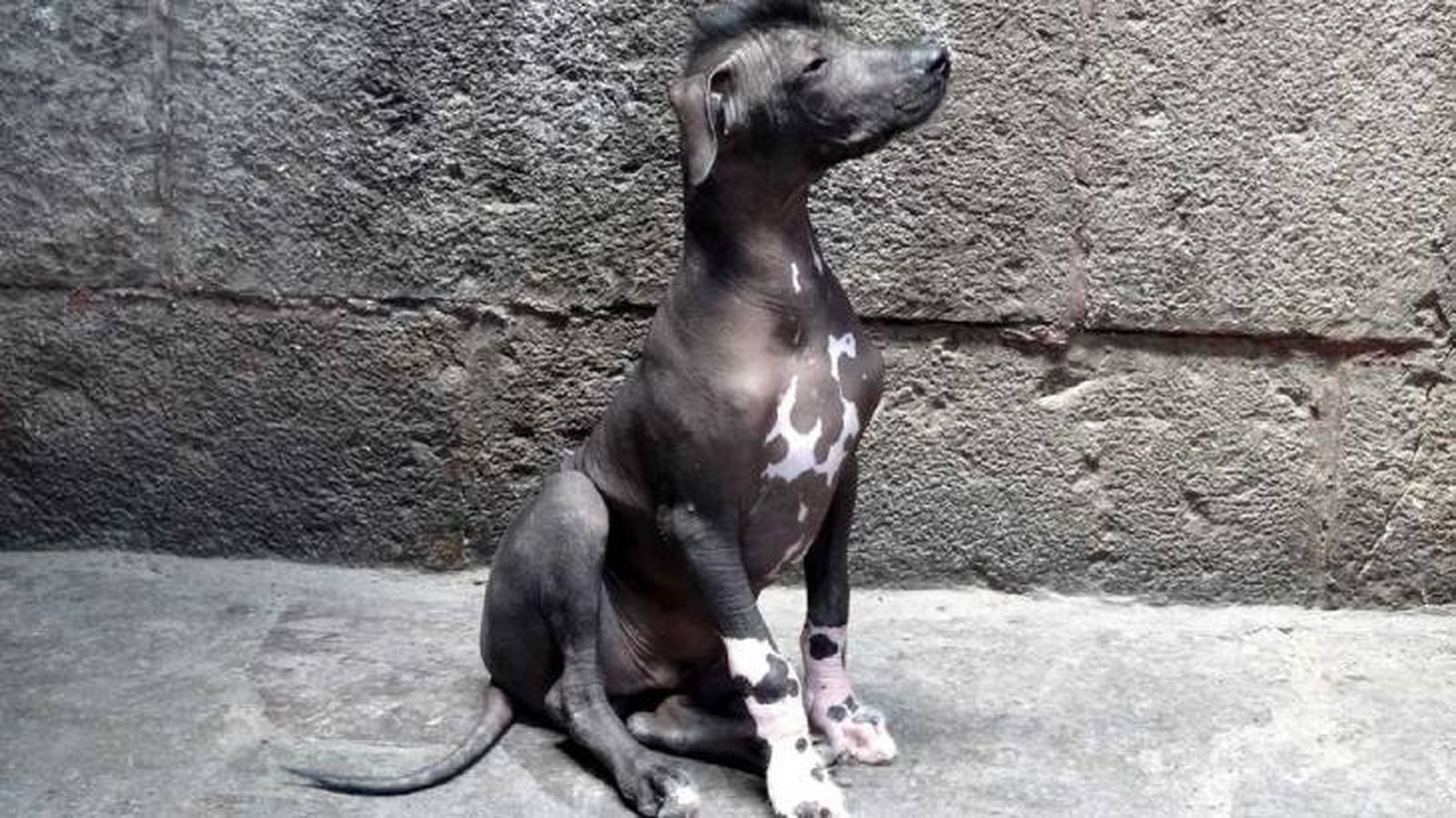 perros sin pelo 2 (1)