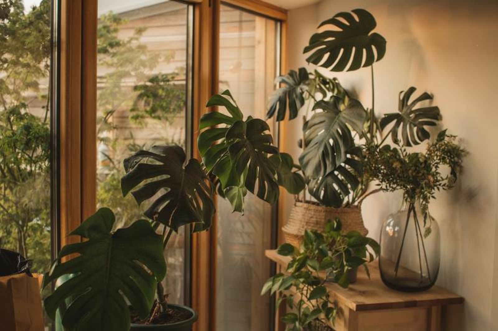 Monstera deliciosa Monstera deliciosa