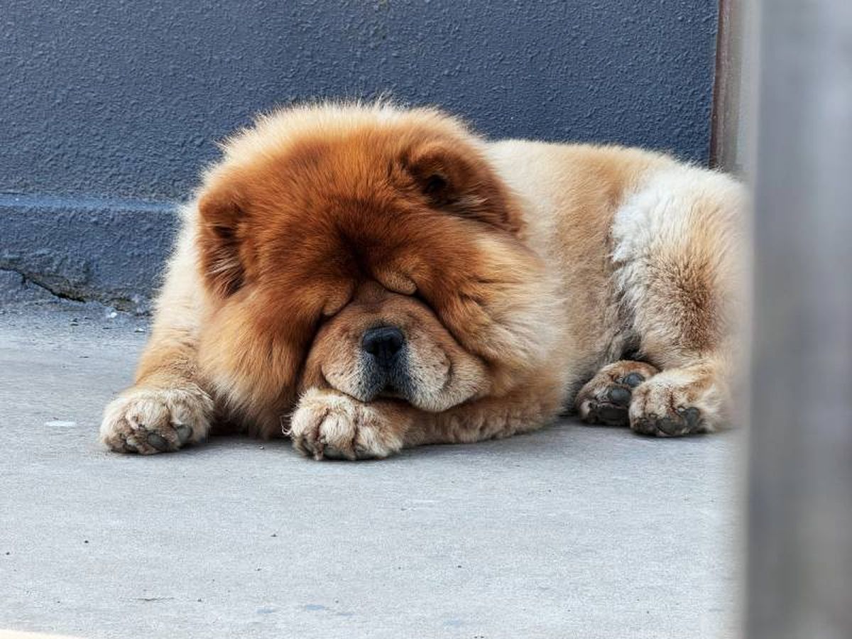 El Chow Chow es un perro tranquilo, no muy activo ni con gran energía.