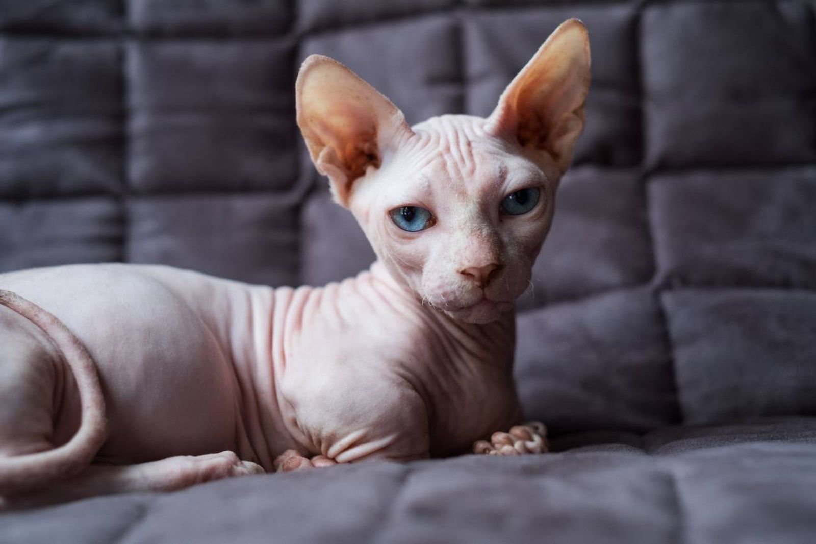 Combina las características únicas de dos razas felinas: el Munchkin y el Sphynx.