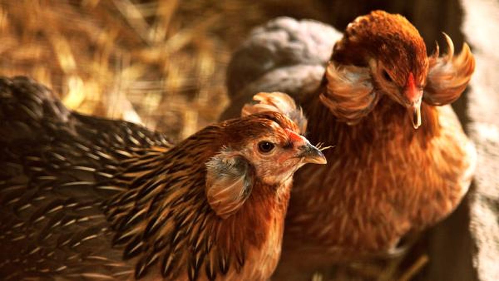 gallinas araucana huevos azules gallinas araucana huevos azules