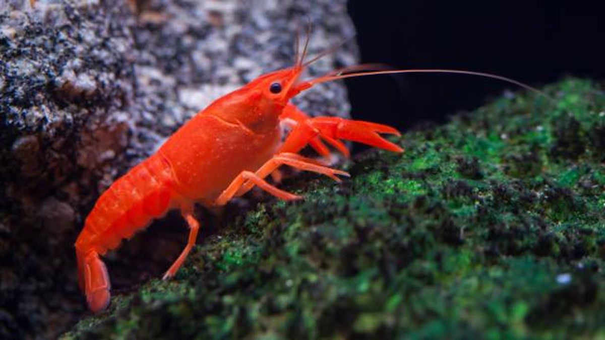 especies exoticas invasoras espana crustaceos cangrejos