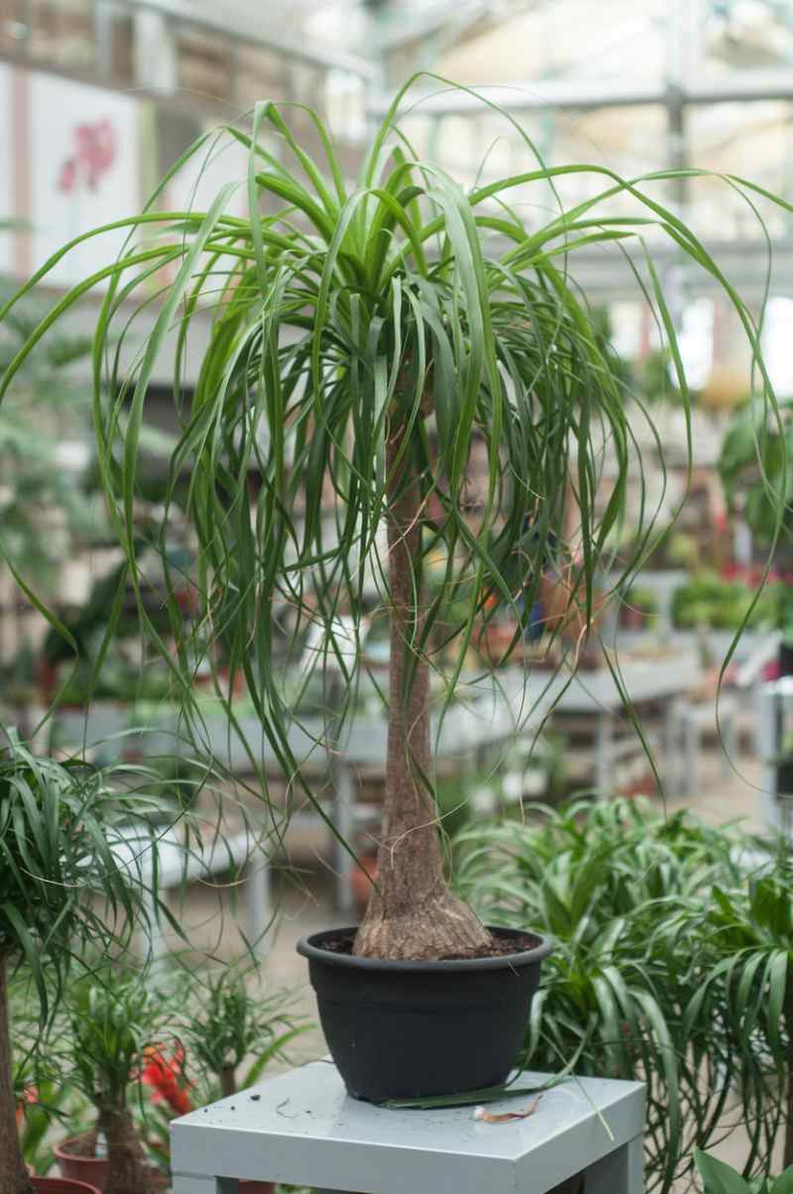 Beaucarnea o pata elefante. Beaucarnea o pata elefante.