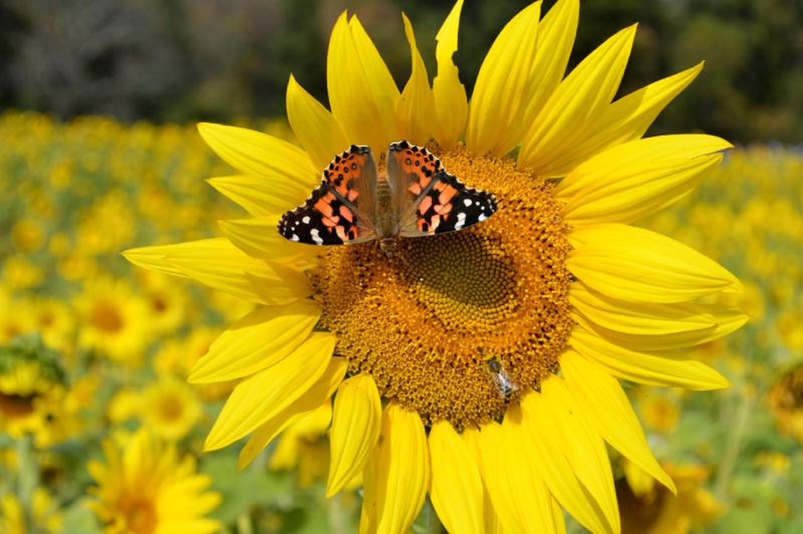 Las mejores plantas para mariposas tienen flores abiertas, crecen en grupos. Las mejores plantas para mariposas tienen flores abiertas, crecen en grupos.