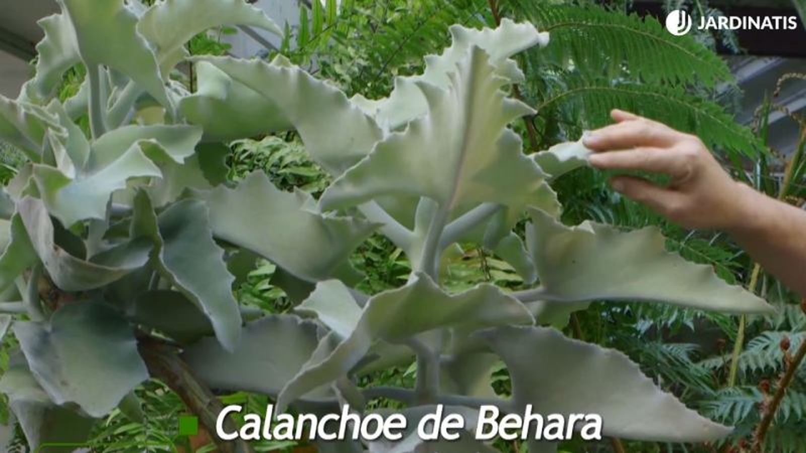 Kalanchoe beharensis. Kalanchoe beharensis.