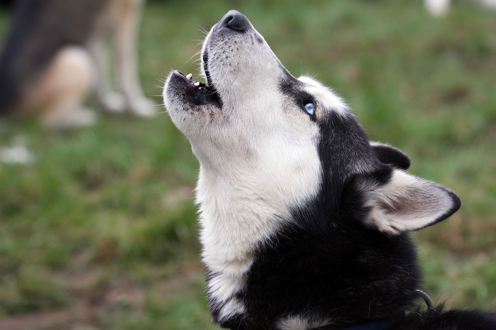 por que aullan los perros husky