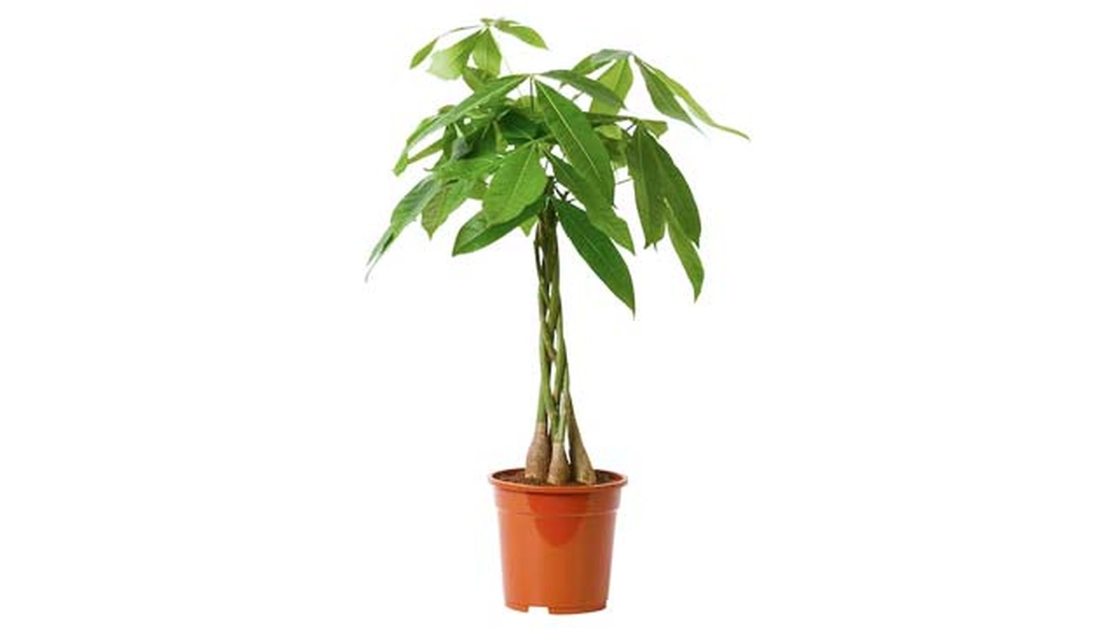 pachira acuatica ikea pachira acuatica ikea