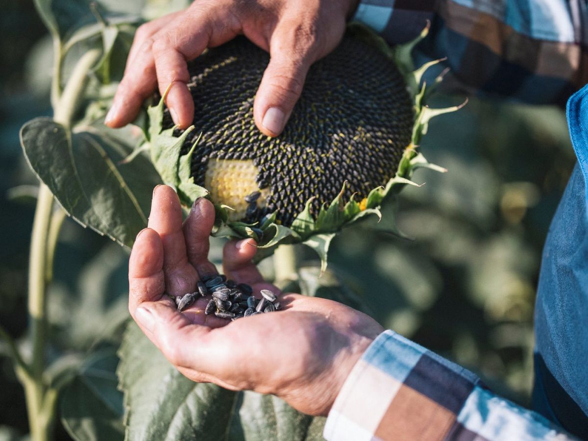 Las pipas son las semillas del girasol, Helianthus annuus