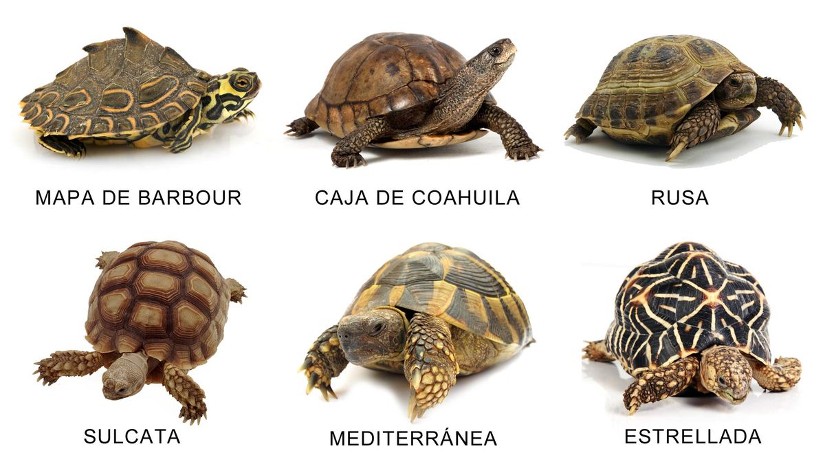 tortugas terrestres l