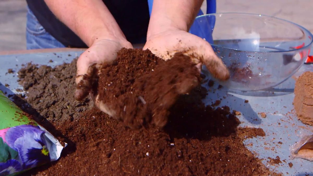 brico 0910 3 sanear olivo tierra organica