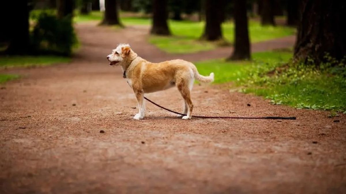 microchip para perros 3