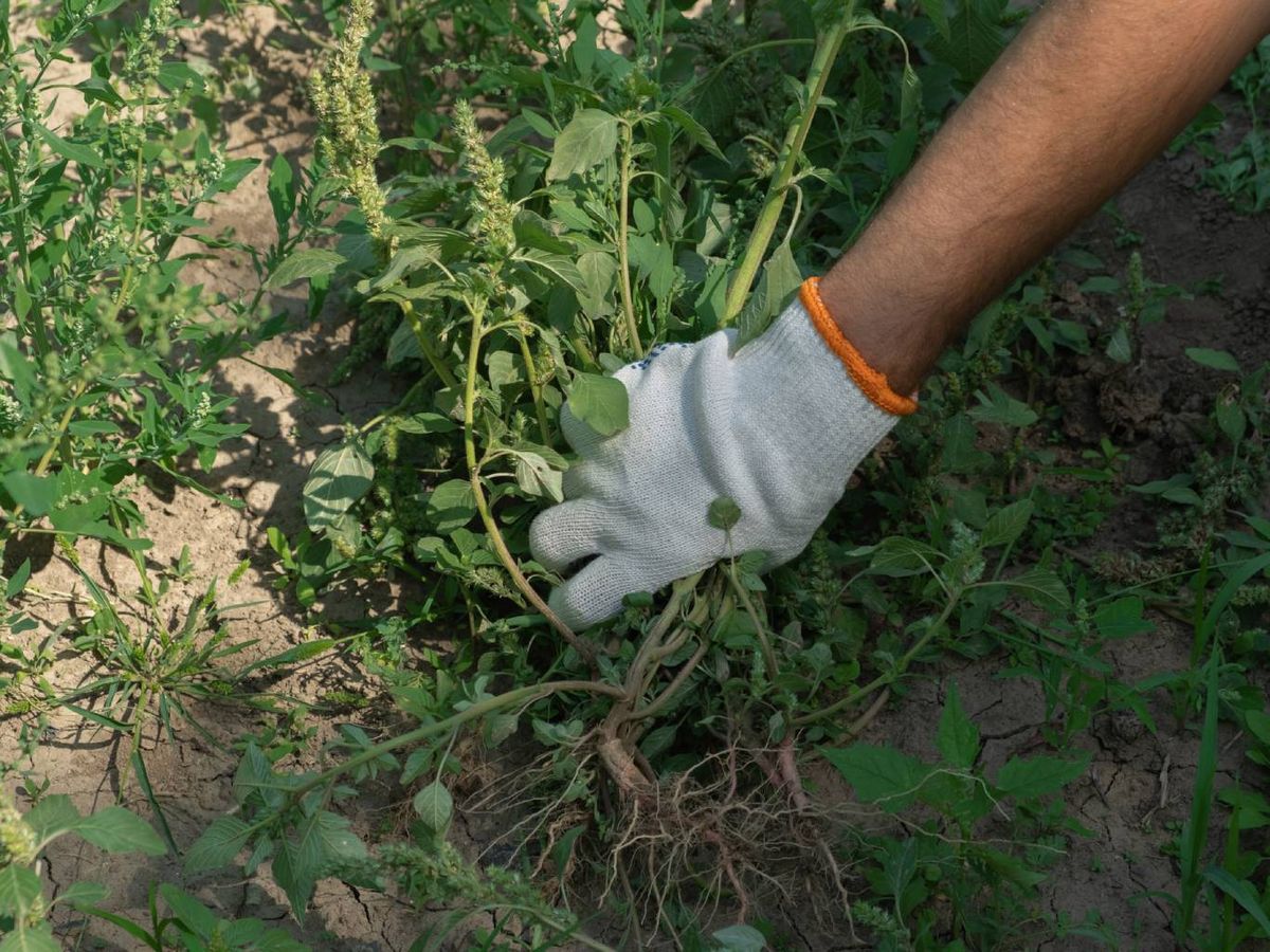 Las malas hierbas pueden representar un gran problema en el jardín.