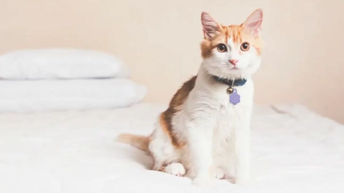 mi gato estornuda mucho 2